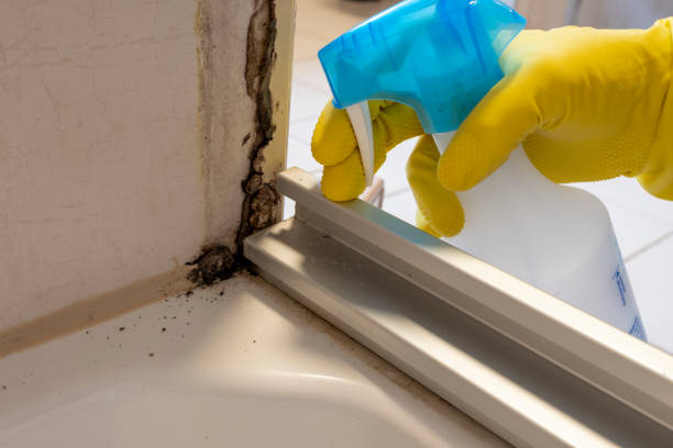 Best Mold Damage Repair  in USA